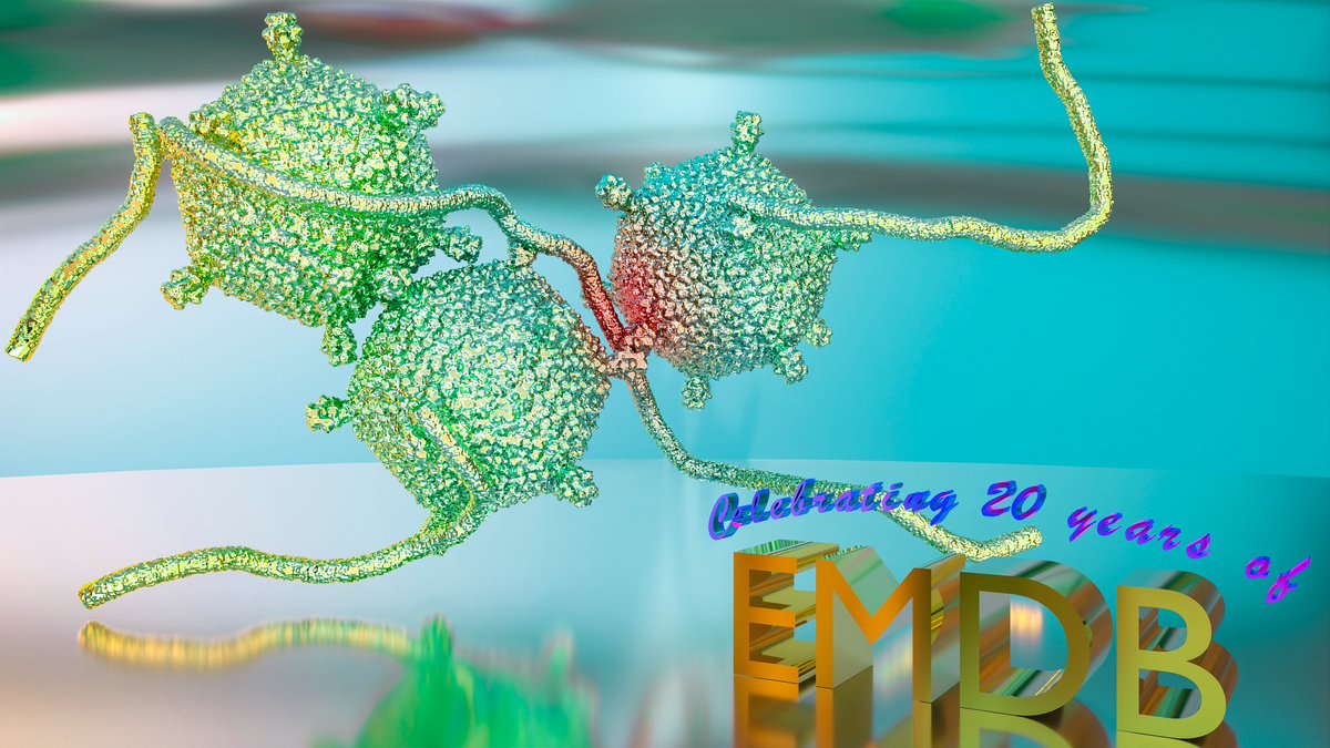 EMDB_EMPIAR's tweet photo. The largest #SingleParticle #CryoEM entry in #EMDB is the #Marine #Siphovirus TW1 (https://t.co/sM2xlHNnqd) at ~12GB! The biggest #Subtomogram Averaging entry is the #Sulfolobus turreted #Icosahedral #Virus bound to Sulfolobus #Pili (https://t.co/XGY6lFKN9K) at ~4GB.
#EMDB20 https://t.co/qz6E8RYedv