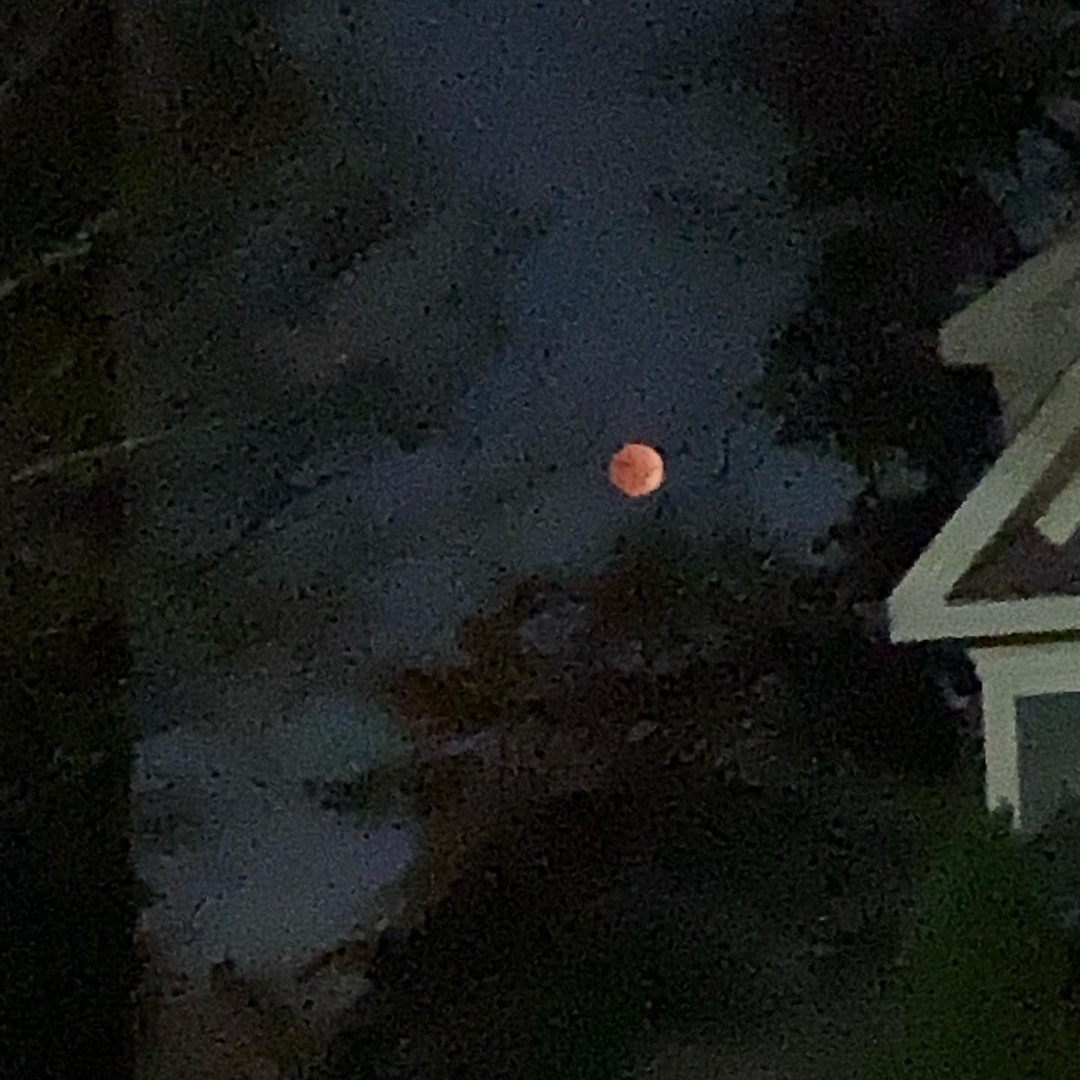 CollieCrusader's tweet photo. ๐ ๐๐ Itโs a ๐#FullMoon #ElectionDay and the Billion Dollar ๐ต Lottery ๐ฐ blooper! ๐ณ We totally howled ๐ at the #LunarEclipse this morning! โฐ Got up very early to watch the #FullBloodMoon ๐#TotalLunarEclipse ๐๐๐๐
#roughcollie #howlingatthemoon https://t.co/PonitJb8GC