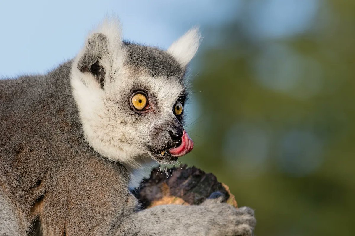 LemurNetwork's tweet photo. #TongueOutTuesday
📷: Zweer de Bruin, Creative Commons Zero, Public Domain Dedication
#Lemur #LemurConservation #lemurs #Madagascar #LemurLove #Conservation #wildlife #LemursOfInstagram #RingTailedLemur #KingJulian https://t.co/WUTGGtcPGe