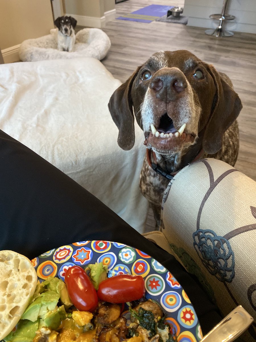 CoachWolterUWF's tweet photo. Is it me or am I being watched?👀🐶🐶🤣. Post run breakfast with 2 of the best in the stalking business. #6Before6 #Jealous #AdventuresOfRoddyAndBella #FitLeaders #FuelUp #GirlsBestFriend https://t.co/gM46z58WfJ