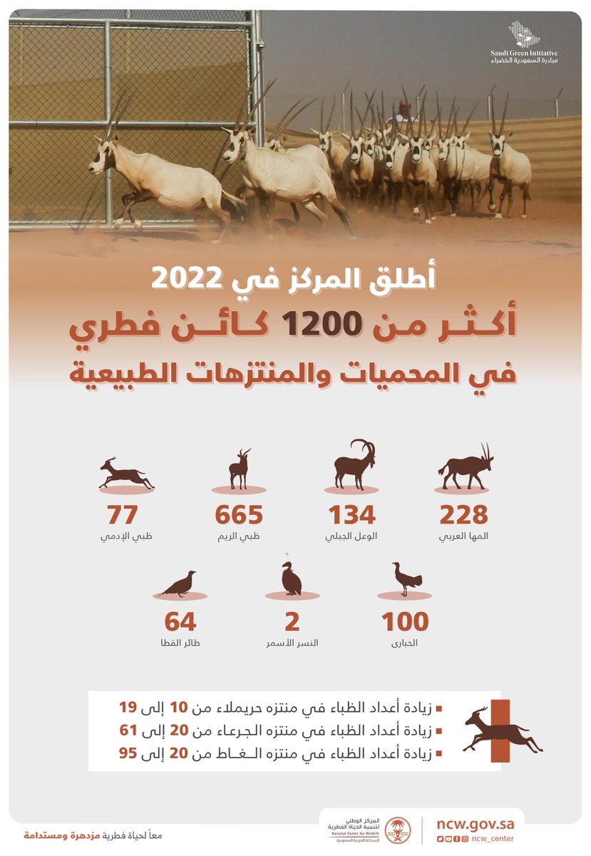 NCW_center's tweet photo. ضمن #مبادرة_السعودية_الخضراء ينفذ المركز أحد أنجح برامج الإكثار وإعادة توطين الكائنات المهددة بالانقراض في العالم. https://t.co/e8IATYmsP8