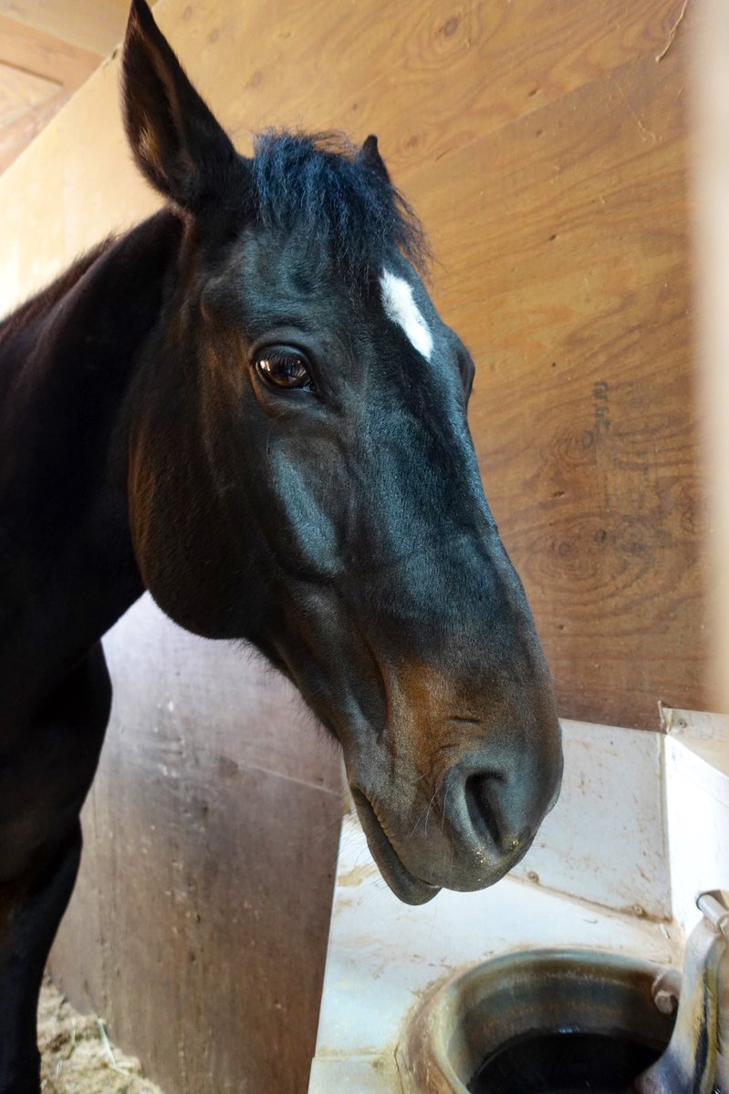 CameraMog's tweet photo. ポニーも馬も全部かっこよかった…🐴

#カメラ女子 
#カメラ初心者 
#北海道
#ノーザンホースパーク https://t.co/6JOt0fMuyI