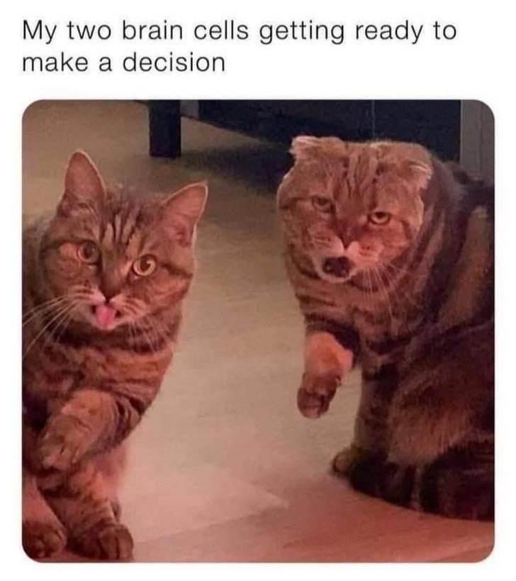 DontShowYourCat's tweet image. 