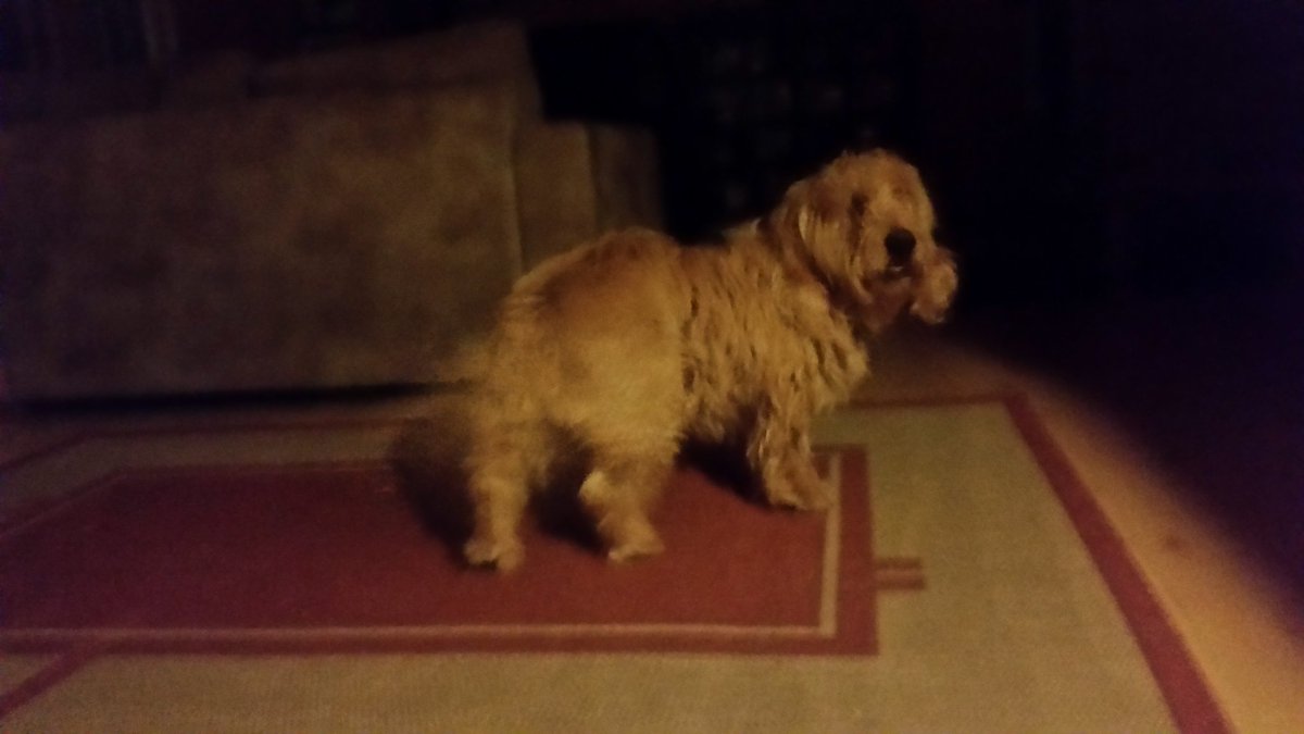 Meidän rakas Axel on nyt poissa..Hän syntyi ja eli meillä 15vuotta ja kolme kuukautta.
Kaipuu on pohjaton.