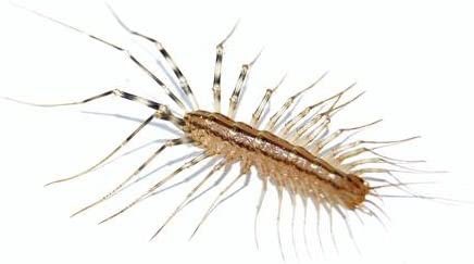 alisa_collard's tweet photo. what the actual hell is a HOUSE CENTIPEDE?? i went into the bathroom and one JUMPED OFF THE WALL AND RAN (i did not leave said bathroom for 30 minutes) https://t.co/v0IehIeMRz