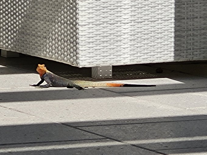 Caught this little guy spying on me🦎 https://t.co/ZrKiUaY5qx<a href="/tag/momcomesfirst"class="tags"><span>#momcomesfirst</span></a><a href="/tag/mommydommy"class="tags"><span>#mommydommy</span></a>