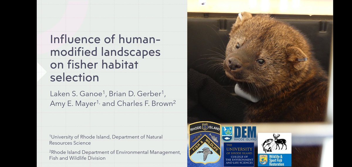 If anyone is interested in learning about fisher habitat selection in the densely populated southeastern New England, stop by my talk today at #TWS2022! SCC Ballroom 111A at 2:15pm