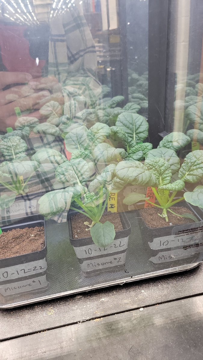 Zachwasmissing's tweet photo. One more day before harvest. They have grown up very well for the past few days! @_norwayneffa @GrowBeyondEarth @getMARSfarm @NASA https://t.co/M4RCVRQLg0