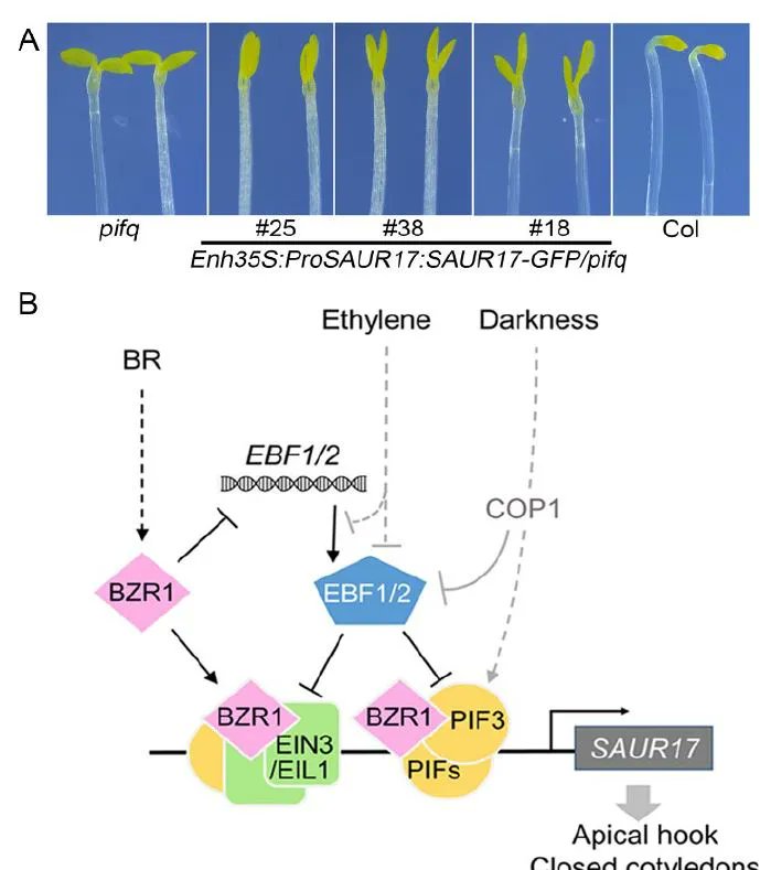 The Plant Cell (@theplantcell) on Twitter photo IN BRIEF:  Crosstalk between ethylene, light, and brassinosteroid signaling in the control of apical hook formation - Humberto Herrera-Ubaldo <a href="/herrera_h/">Humberto Herrera-Ubaldo</a>  buff.ly/3hlh9FO #PlantSci  <a href="/ASPB/">ASPB</a> IN BRIEF:  Crosstalk between ethylene, light, and brassinosteroid signaling in the control of apical hook formation - Humberto Herrera-Ubaldo <a href="/herrera_h/">Humberto Herrera-Ubaldo</a>  buff.ly/3hlh9FO #PlantSci  <a href="/ASPB/">ASPB</a>