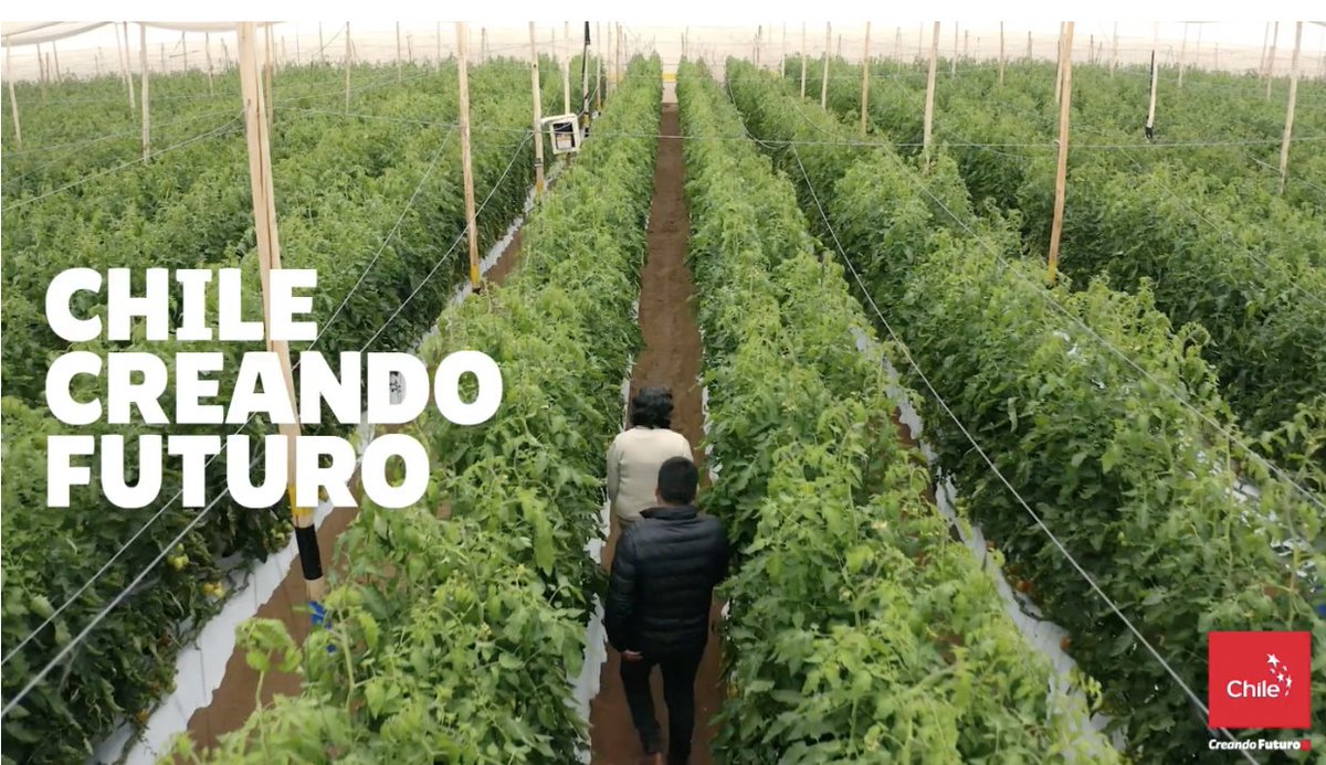 MarcaChile's tweet photo. De Arica al mundo🌍: Juan Carlos y Gloria, creadores del proyecto #PampaConcordia, están usando el poder de la cooperación para hacer florecer el desierto🍎🫒. Ellos, junto a otros talentosos chileon@s, son parte de nuestra campaña #ChileCreatingFuture 👏.
https://t.co/S98FaTQN4S https://t.co/1vRilAibPm