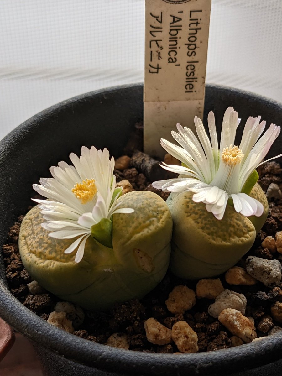 anikie_1's tweet photo. 今日のリトープスさん🌸
#リトープス #lithops #リトープスの花 #lithopsflower https://t.co/3rZx7aHeVu