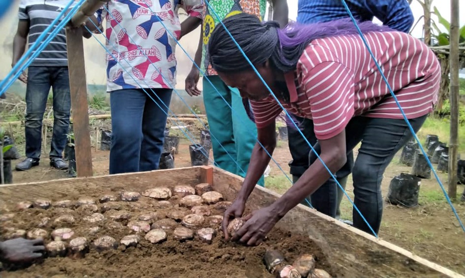 Enabel_en_RCA's tweet photo. Les pépiniéristes centrafricains participent à une formation au #Cameroun sur la mise en place, le suivi et la conduite d’un système complet de pépinière de palmier à huile, d’arbres fruitiers et de bananiers plantains. 
#DevrurII #Jointimplentation #Actforimpact #UE https://t.co/H4EFBmygzW