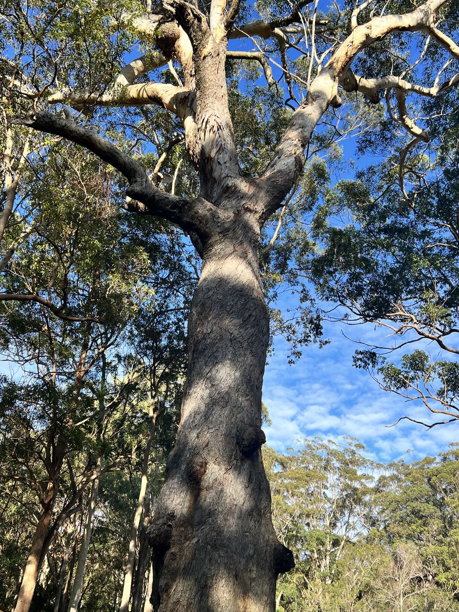 An awesome Elder on Gumbanggirr Country #thicktrunktuesday