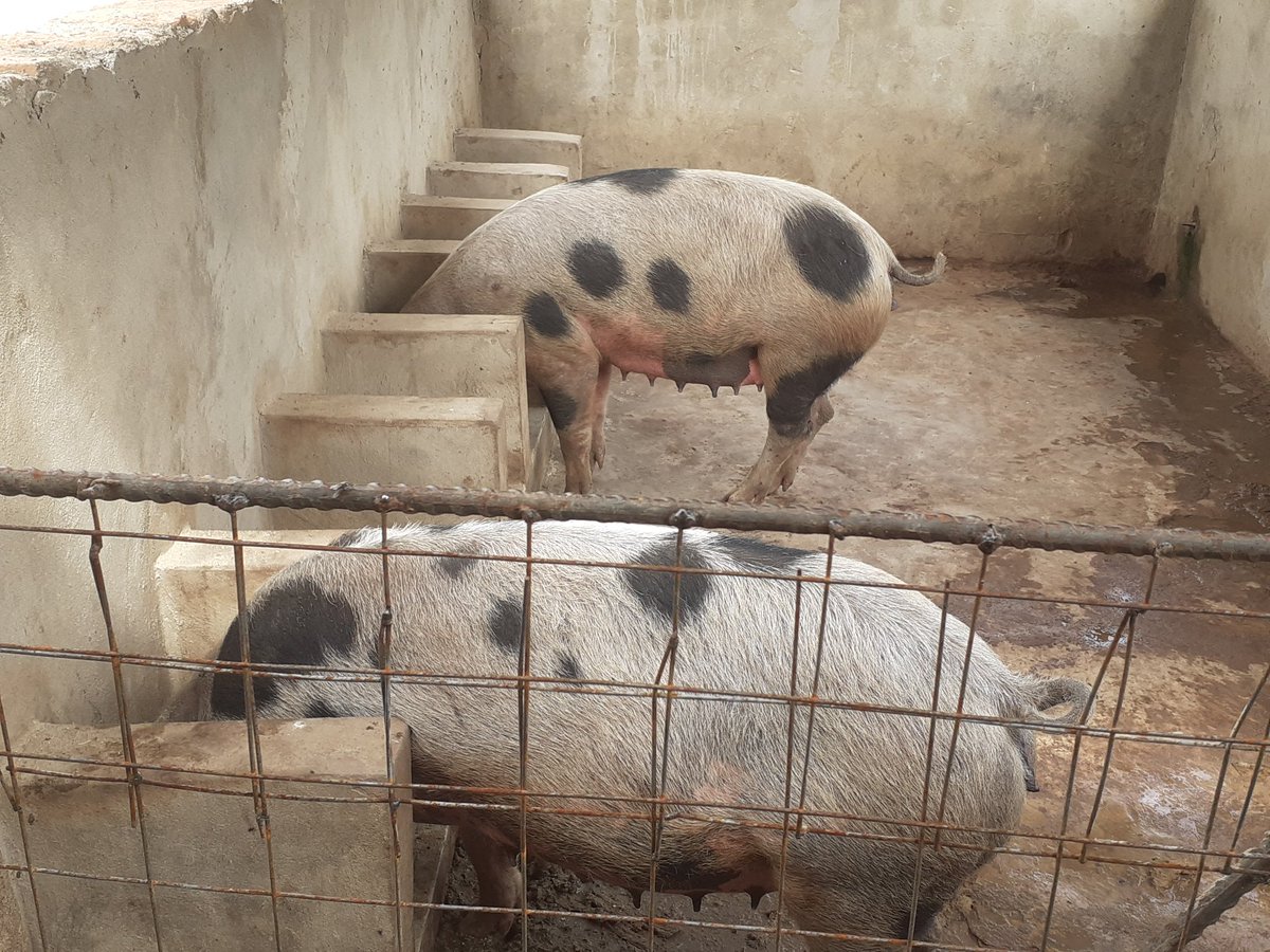 UfugajiK's tweet photo. Matokeo ya Nguruwe bora uanzia hapa.
Wenye mimba walishwe vizuri kwa mchanganyo tuliyoeleza katika post za nyuma.
#pigs
#ASF
#swine
#nguruwe
#pork
#kitimoto https://t.co/gCrcoizUa5