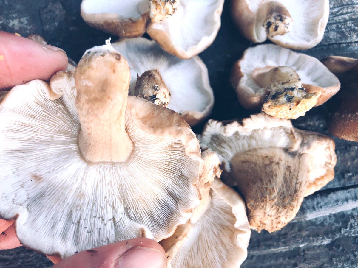 p_pxxx's tweet photo. 旅から帰るときのこが大きくなっていました🍄 収穫して昼にソテーして食べました
#PpxVegetable #Ppxkitchen https://t.co/MWPzTux6ht