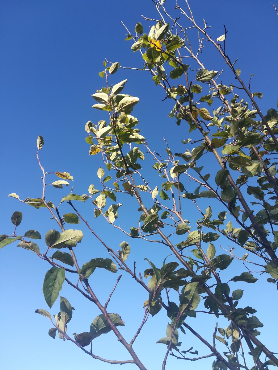 klimawiese's tweet photo. Der #herbst zieht auch auf unseren Streuobstwiesen ein.
#laub #herbstliebe #streuobstwiese #baumpatenschaft #blühpatenschaft #bluesky #nofilter #blauerhimmel #baumkrone #klimawiese #klimaschutz #lebensraumerhalten #streuobst #obstgarten #obstbaum https://t.co/vWvzaArWgA