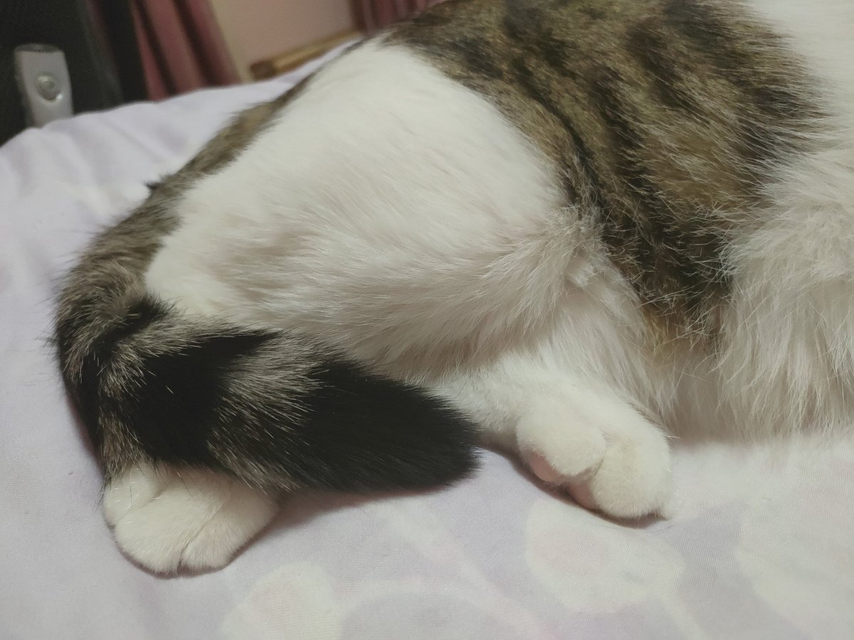 Shea32988513's tweet photo. 听说达复刻也没有剧情…何年何日能看到俺老婆再次被主角打（ https://t.co/TpkyYuv5Wf
