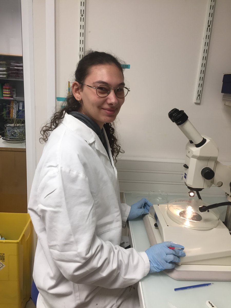 Welcome Loeiza, new technician in the lab @IJMonod @univ_paris_cite #regeneration #platynereis
