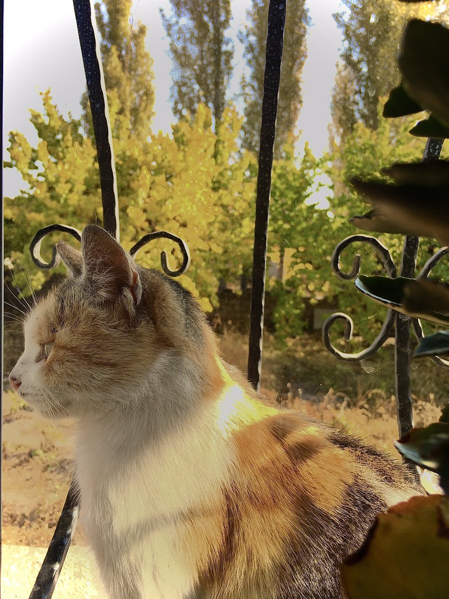 #np Pencerede oturmuşum oturmuuş🎶