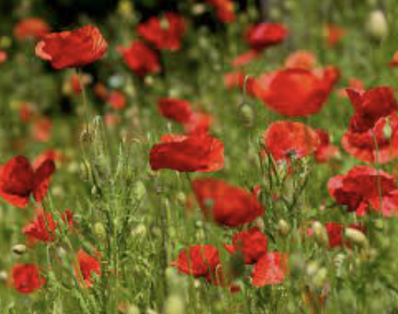 ChrisRyanMM's tweet image. White poppies didn’t grow where soldiers or victims of the Holocaust fell. #WeWillRememberThem we will not  #whitewash them.