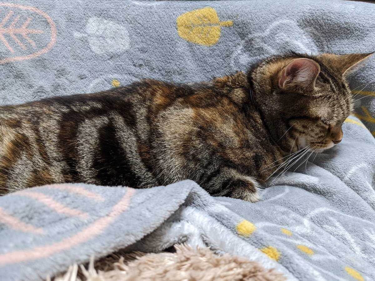 7Rt6WE6awm6CVML's tweet image. 無事家に帰ってきて、膝の上で寝ることが日課になってます。