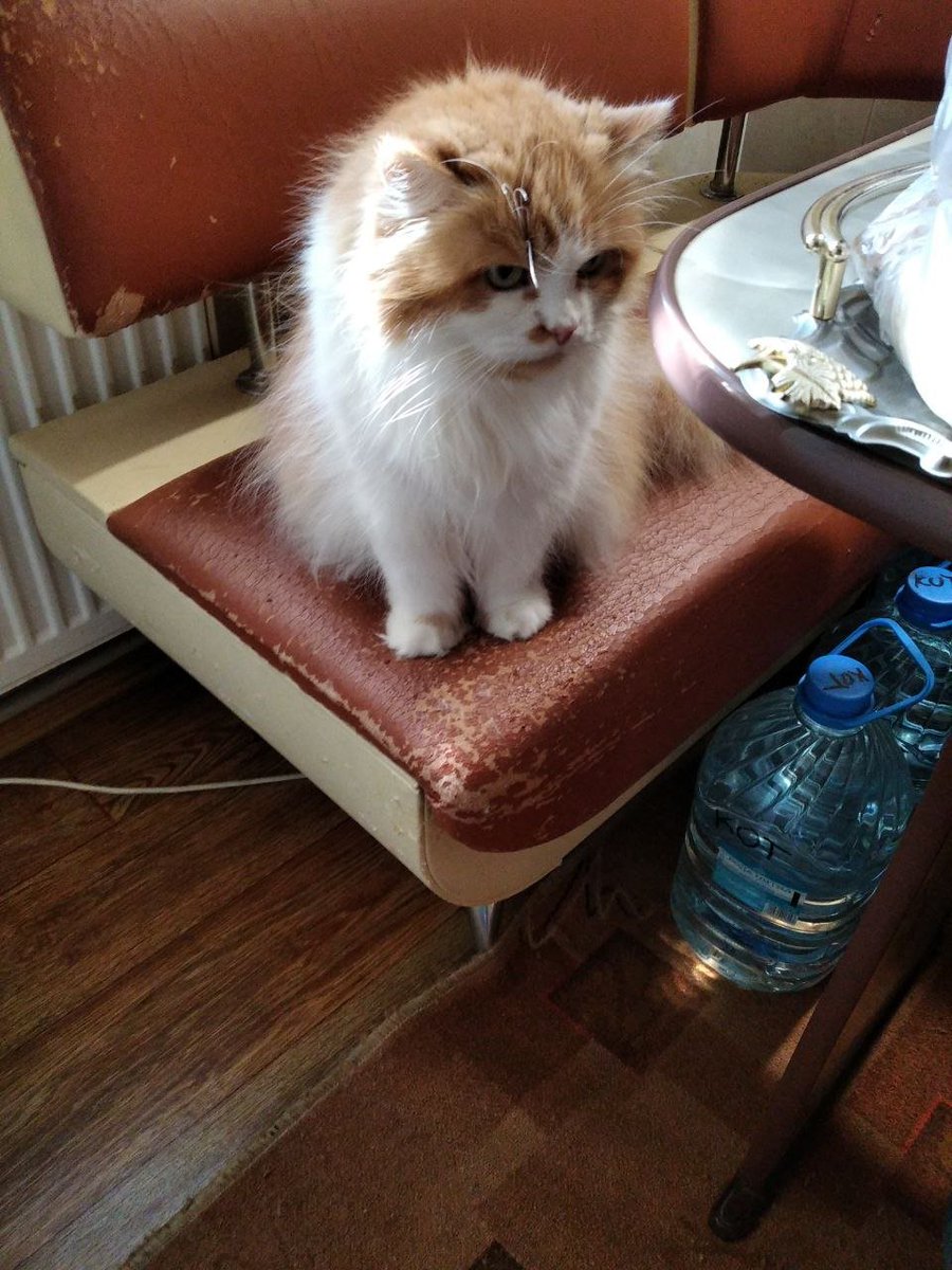 sprt_stanslvski's tweet photo. "Where is my fooooood? Guten Morgen!" #cat #кот #Caturday #CatsofTwittter #catsofinstagram #catelegram #CatWar #cats https://t.co/YbtOHWsHVv