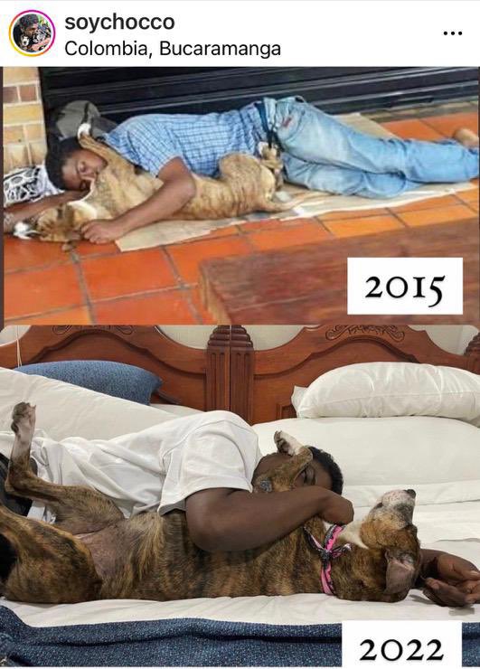 Mamafih365's tweet photo. Sokaklarda yaşayan “Choco” takma adıyla tanınan Kolombiyalı José Luis Matos’un bir sokak köpeği için düzenlediği doğum günü görüntüsü sosyal medyada viral olmuştu. Hayırseverlerin yardımda bulunduğu Choco, artık sevimli dostlarıyla aynı çatı altında yaşıyor. https://t.co/7ACChTjnrg