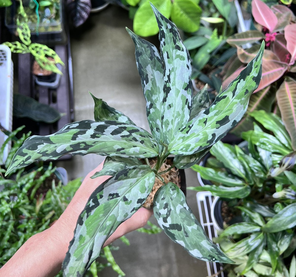 アグラオネマピクタム　LA便　LA0913-1SS aglaonema Aglaonema Pictum'' 柳緑花紅''【LA0913-1ss】 - メルカリ