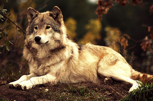 HourlyWolves presents: