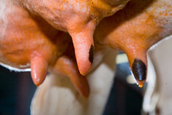 𝐃𝐞𝐋𝐚𝐯𝐚𝐥 𝐥𝐚𝐮𝐧𝐜𝐡 𝐧𝐞𝐰 𝐭𝐞𝐚𝐭 𝐝𝐢𝐩 𝐢𝐧 𝐈𝐫𝐞𝐥𝐚𝐧𝐝

FormaShield™ is a concentrated liquid teat disinfectant that can be diluted and applied to lactating cows before and after milking. 

Find out more here:bit.ly/3DNtVVe