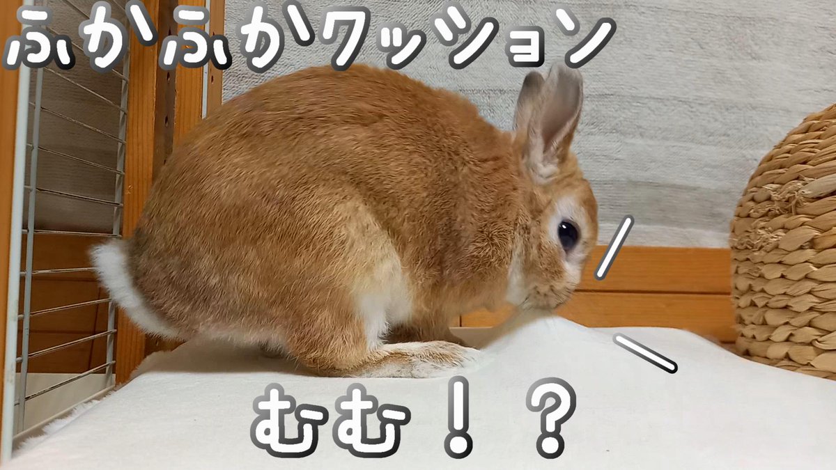 ふかふかクッションを試したらこうなりました🐰
youtu.be/oEJBdDbSjW0

#うさぎ #うさぎカフェ #ネザーランドドワーフ #rabbit #bunny