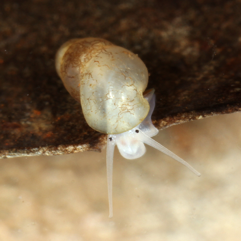ComdrSalamander's tweet image. interested in understanding why are there so many snail 🐌species in New Caledonia 🇳🇨? then this PhD position might be for you! tinyurl.com/SnailNewCaledo…
🕊️🔁
deadline: 27 Nov
@MuseumGenomics