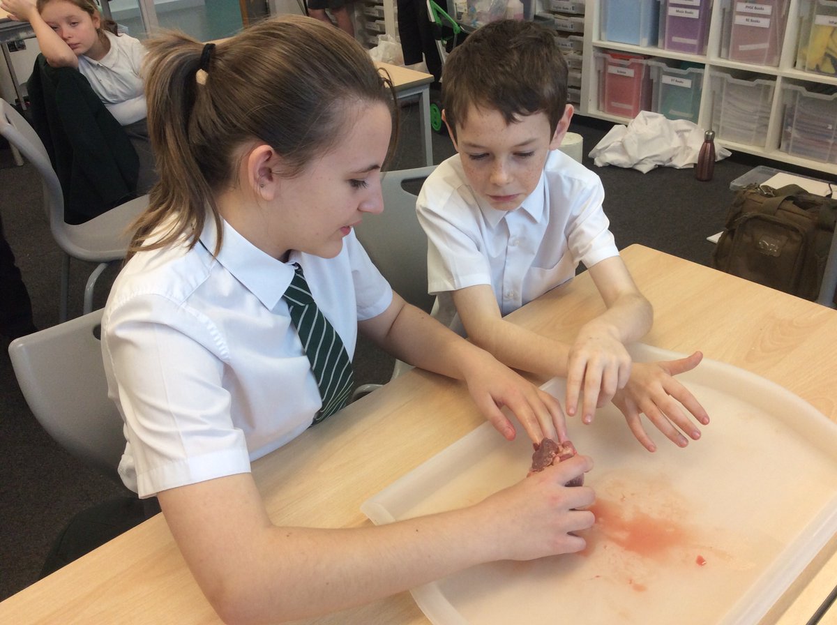 Year 6 had a brilliant science lesson exploring the circulatory system. They began by looking at heart rate and measuring their pulse, before observing a lung dissection and conducting their own heart dissection. <a href="/BedfordScience1/">Bedford Drive Science</a> <a href="/hiimpactDave/">Dave Ravenscroft</a>