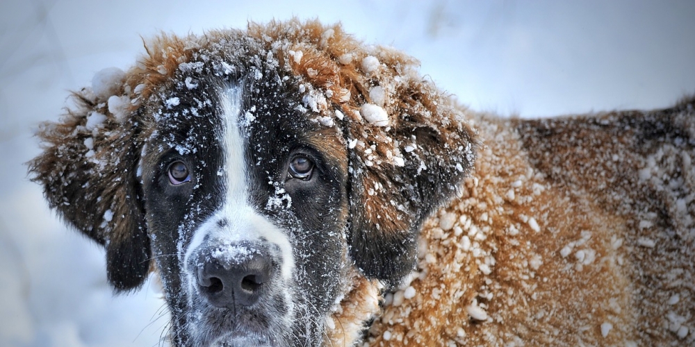 PetasticPets's tweet photo. Oh just take a look at this!
 #pets #dogs #cats #familypets #petastic #doglovers #catlovers #petlovers #dogsandcats #petslife #cutepets #cutedogs #cutecats #funnydogs #catmemes #dogmemes #funnycats #lovelypets #lovelydogs #lovelycats https://t.co/BtibQgviyM