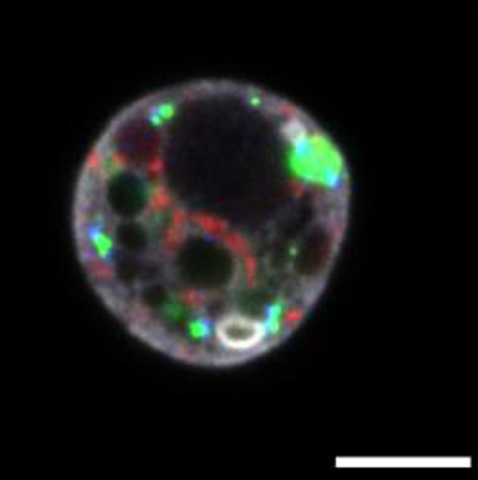 Happy #FluorescenceFriday! This is a captivating image from @Levente87 @LabGlover @Caltech. Their work discusses the evolutionary conservation of Gorab (trans-Golgi) and the divergence of binding partner Sas6 (inner core procentriole). 📖 @BiologyOpen: doi.org/10.1242/bio.05…