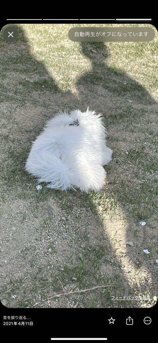 ⚠️犬です⚠️
#もふもふ #犬好きさんと繋がりたい