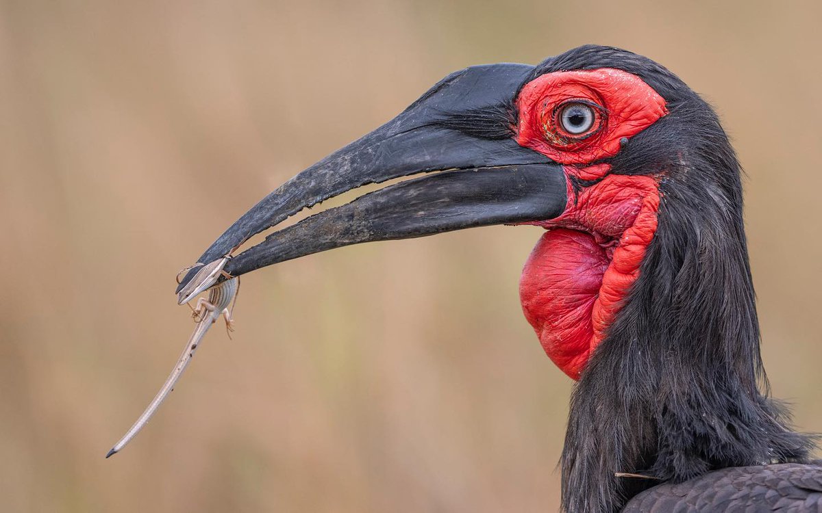 Has this been spotted recently in Soy South?
The species is listed as globally Vulnerable and have been uplisted to Endangered in 2014 in South Africa.

Photo credits: <a href="/governorscamps/">Governors' Camp Collection</a>