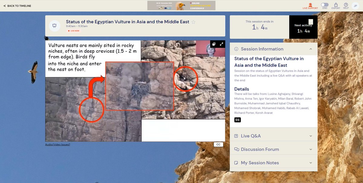 Neophron Returns tweet media