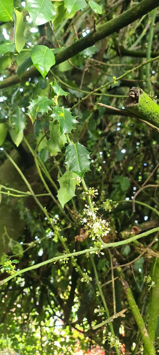 legohead16's tweet photo. @TheTreeCouncil Holly flowering 8/11/22 mugginton derbyshire https://t.co/iIDkN53o7K