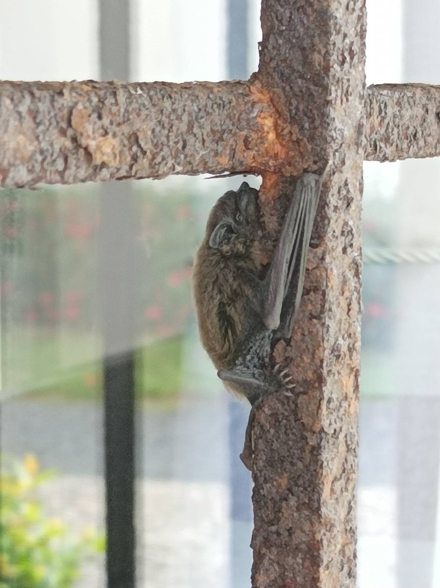 davebeckymaf's tweet photo. I have a little visitor today, clinging on to the security bars outside my living room window. We quite often see bats flying around in the early evening, but I've not seen one this close up. It's surprisingly cute, but I'm glad it's on the outside of the house!
Becky https://t.co/g6yWzlyHYa
