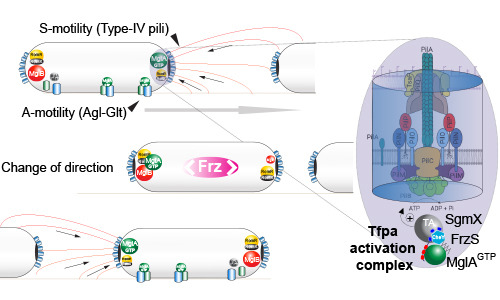 embojournal's tweet photo. Mutational and structural analyses by Romain Mercier, Tâm Mignot et al @lcb_officiel @univamu
reveal a new binding motif recruiting Type IV Pili activator #SgmX to pole-localized #FrzS in #Myxococcus
https://t.co/PrZ70DcXDw https://t.co/5lpSm6drrA