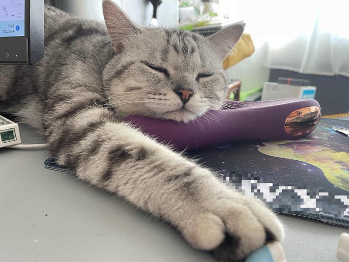 OMG my baby boy love my toy!🤣🤣🤣 👉👉He likes the rabbit: https://t.co/J9VrmqD6dS https://t.co/g4qO22qH<a href="/tag/sex"class="tags"><span>#sex</span></a><a href="/tag/toys"class="tags"><span>#toys</span></a><a href="/tag/amazon"class="tags"><span>#amazon</span></a><a href="/tag/sextoys"class="tags"><span>#sextoys</span></a><a href="/tag/sextoyreview"class="tags"><span>#sextoyreview</span></a><a href="/tag/tracysdog"class="tags"><span>#tracysdog</span></a>