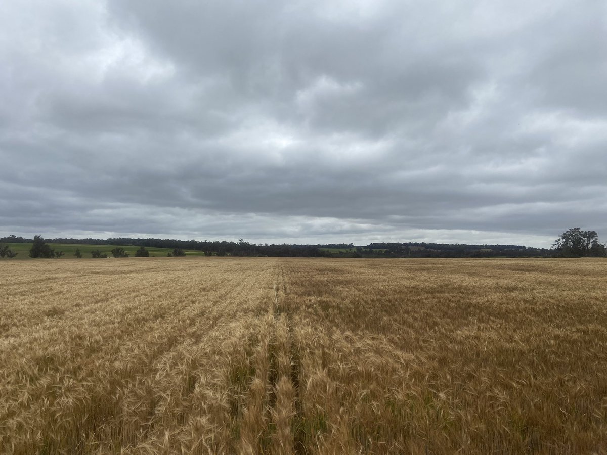 We have a good visual response to the <a href="/DirtSouthern/">SouthernDIRT</a> <a href="/Stirlings2Coast/">Stirlings to Coast Farmers</a> claying trial at home. Clay incorporated by plozza to the left nil to the right. Can’t wait to see the satellite imagery and harvest data