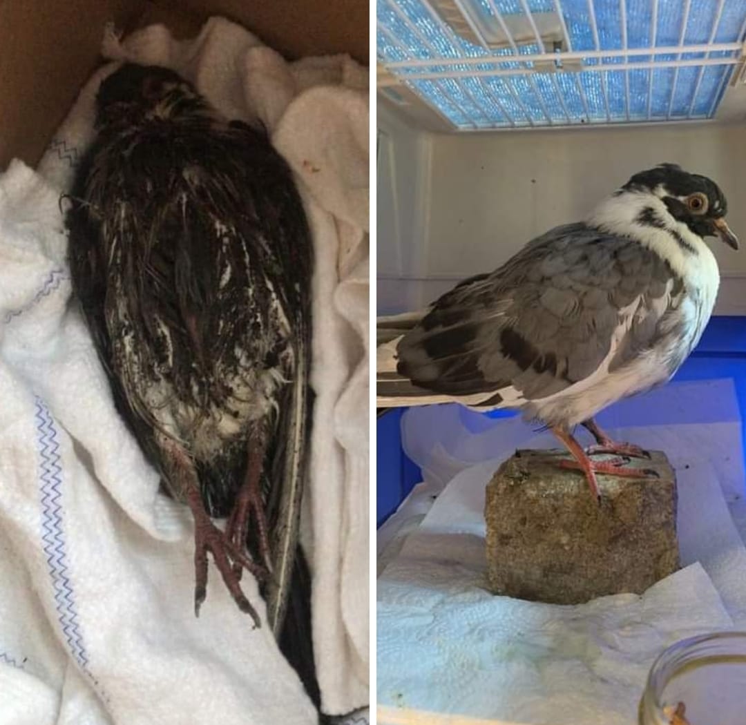 LWP_BirdRescue's tweet photo. Before and after!!!  There is always hope  thanks to our rehabbers for their patience and care - even the seemingly hopeless cases transform 💚 #transformation #rescued #BEFOREandAFTER https://t.co/fz6EUjfwoE