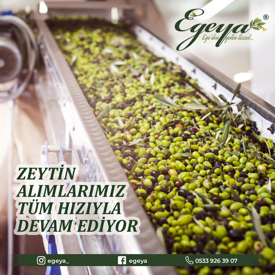 egeya_'s tweet photo. Zeytin alımlarımız tüm hızıyla devam ediyor.
#zeytinyagi #zeytin #hasatzamanı #üretim #egeya https://t.co/F45ZJH4Lpp