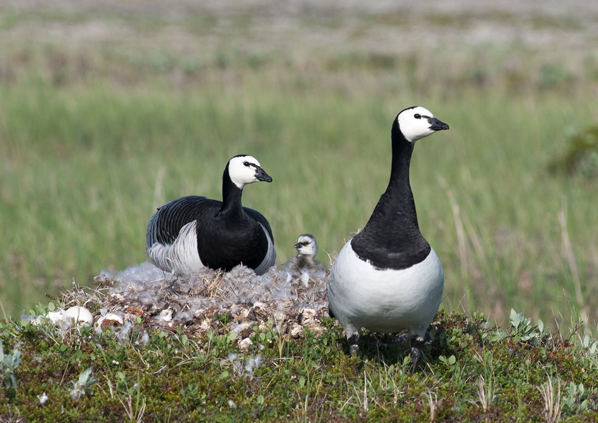 .@SjoerdHasselt, Theunis Piersma and Peter Meerlo <a href="/ChronoLabNL/">Chronobiology Lab Groningen</a> <a href="/univgroningen/">University of Groningen</a> explore a new way of measuring sleep in geese journals.biologists.com/jeb/article/22…
Read the full research at journals.biologists.com/jeb/article/22…