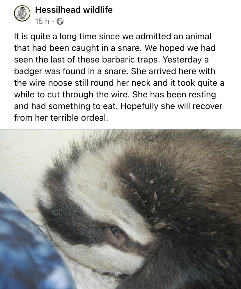 FirstWildlife1's tweet photo. The Scottish Government’s consultation on “wildlife management”, which includes a review of snaring, is now open.
Now is the chance to get our voices heard: -
https://t.co/clc0EaeFuZ
Please share.
#badger #naturelover #wildlife #harmony #notmanagement https://t.co/84umBz5xuI