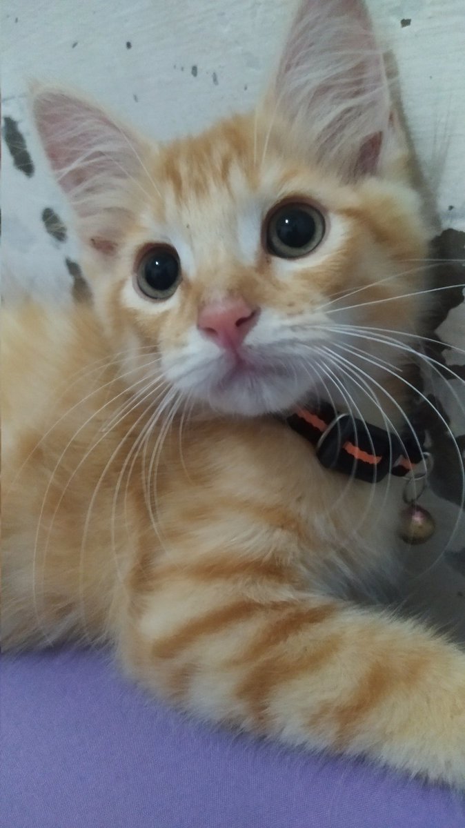 kochengfs's tweet photo. rate ketampanan 1-10 🐈‍⬛ https://t.co/h0PIyTYQbM