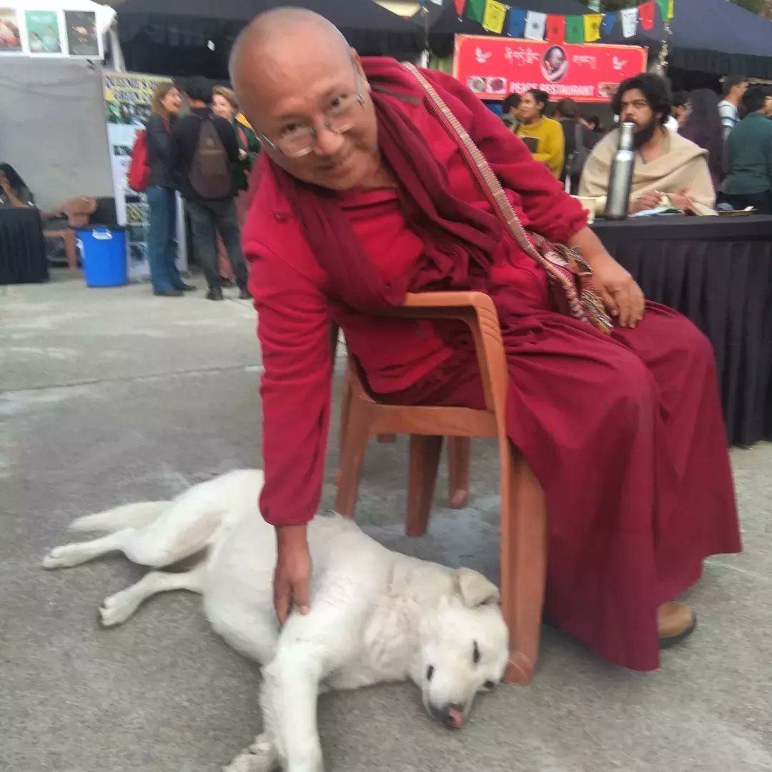 dogsquadindia1's tweet photo. Friendly dogs of @DIFFindia - the festival grounds were patrolled by many well tempered dogs who live on the TIPA campus and enjoyed mingling w the film crowd #diffindia #mcleodganj #HimachalPradesh #dharamshala https://t.co/4nZ3ApGUhf