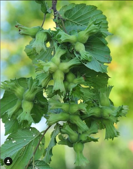 Fruttamann's tweet photo. #green #hazelnuts https://t.co/nYEa8CwbWw